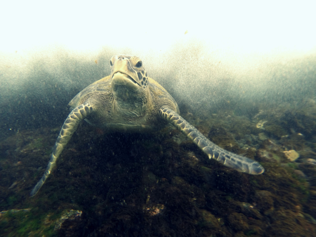 Rapa Nui turtle